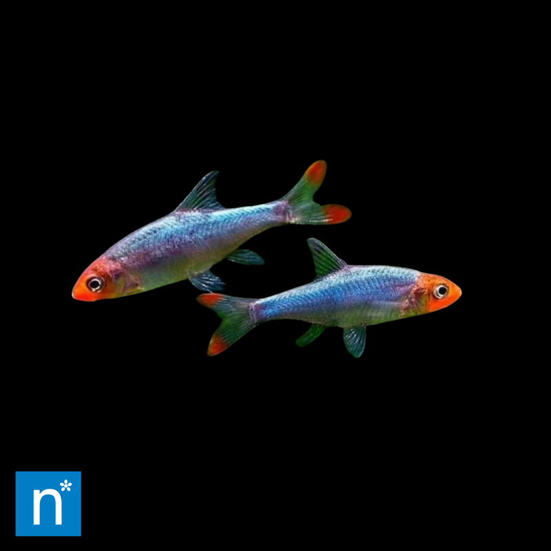Asian Rummy-Nose Rasbora | Sawbwa resplendens