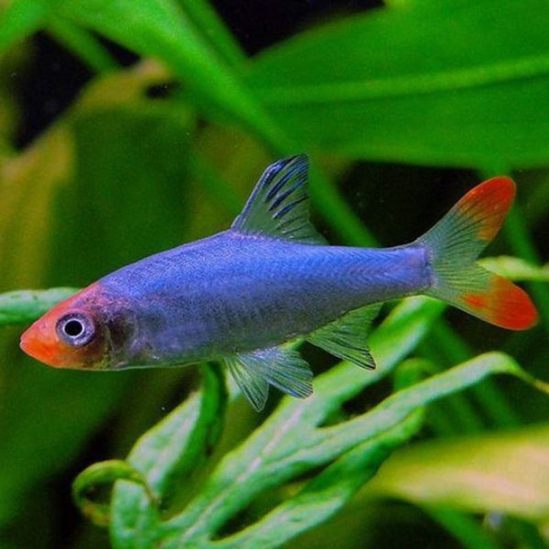 Asian Rummy-Nose | Sawbwa resplendens