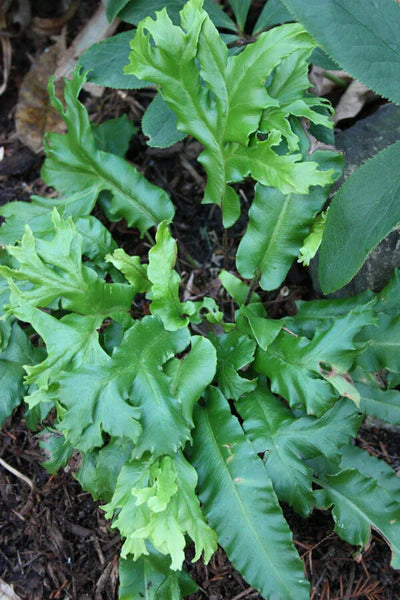 Asplenium Scol. 'Cristata' (2 Litre)