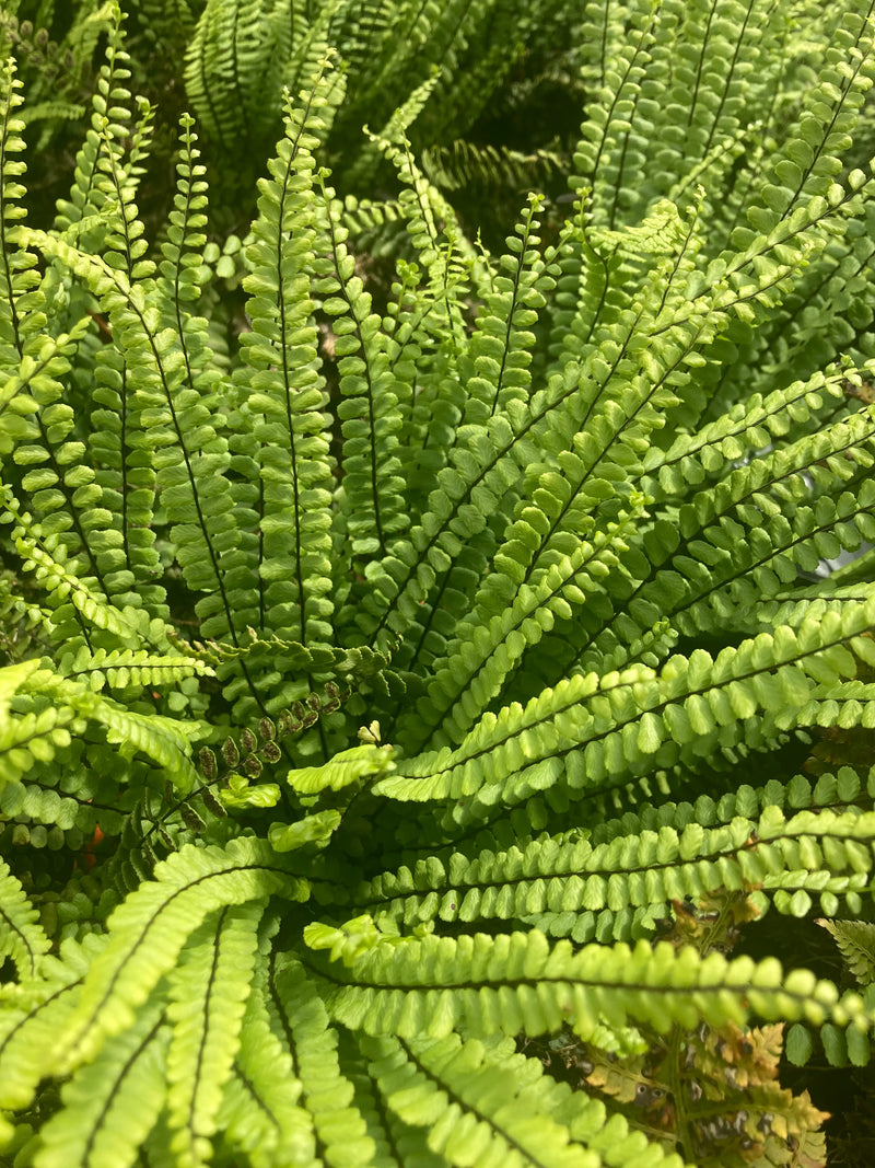 Maidenhair Spleenwort 'Incisum' – Asplenium trichomanes 'Incisum'
