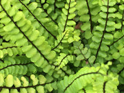Maidenhair Spleenwort 'Incisum' – Asplenium trichomanes 'Incisum'