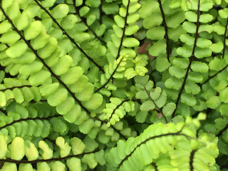 Maidenhair Spleenwort 'Incisum' – Asplenium trichomanes 'Incisum'