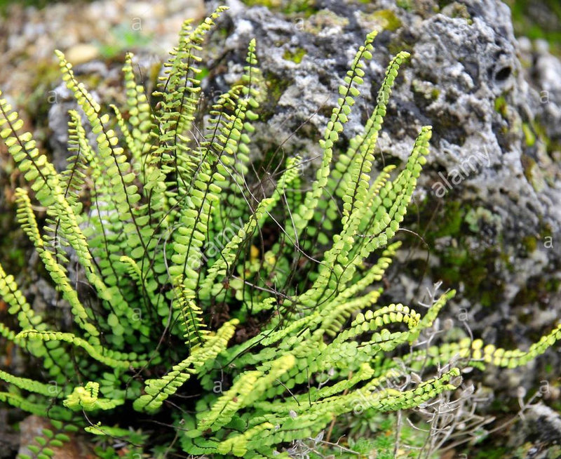 Maidenhair Spleenwort 'Incisum' – Asplenium trichomanes 'Incisum'