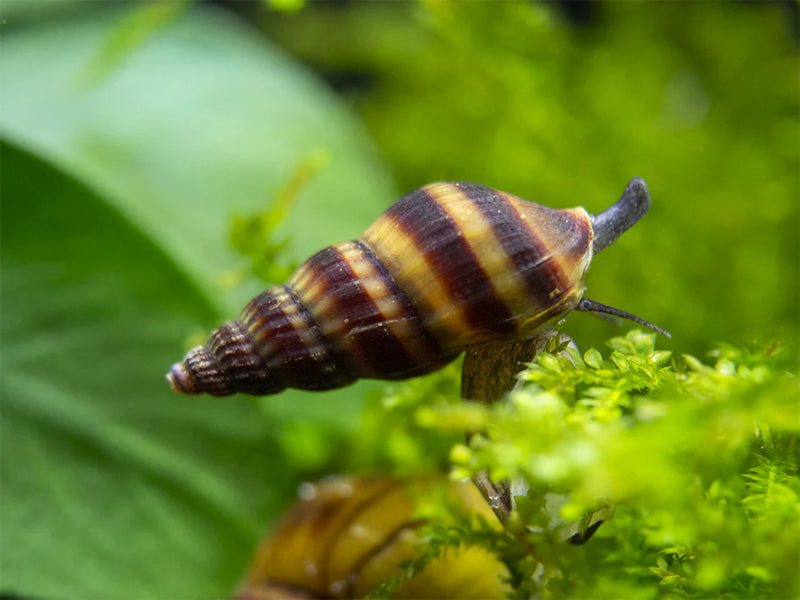 Assassin Snail | Anentome helena (L)