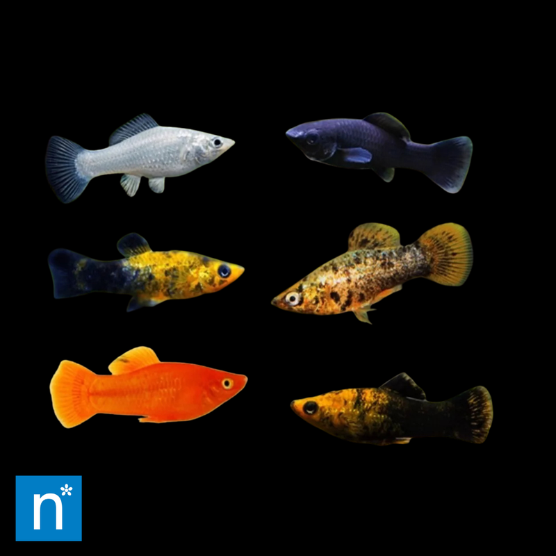 Extra Large Assorted Molly | Poecilia spp.