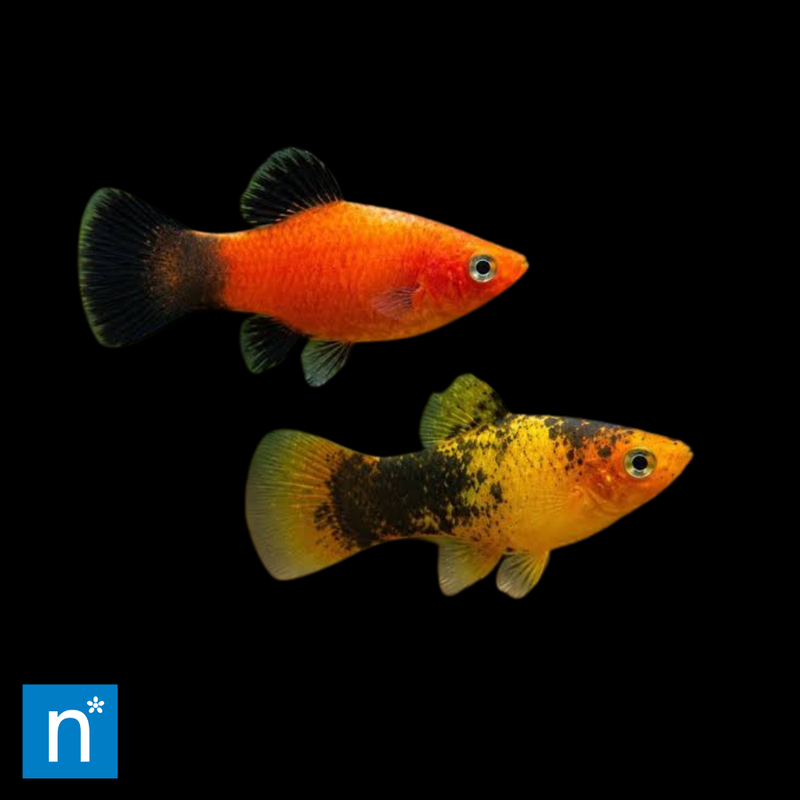 Assorted Platy | Xiphophorus maculatus