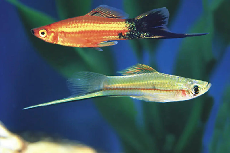Assorted Swordtail | Xiphophorus hellerii