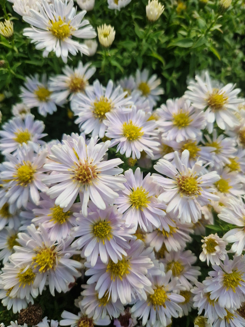Aster Novi-Belgii 'Snow Cushion' (2 Litre)