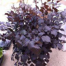 Astilbe 'Chocolate Shogun' 2 Litre