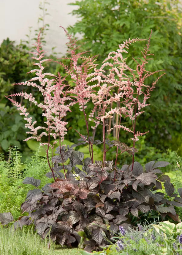 Astilbe 'Chocolate Shogun' 2 Litre