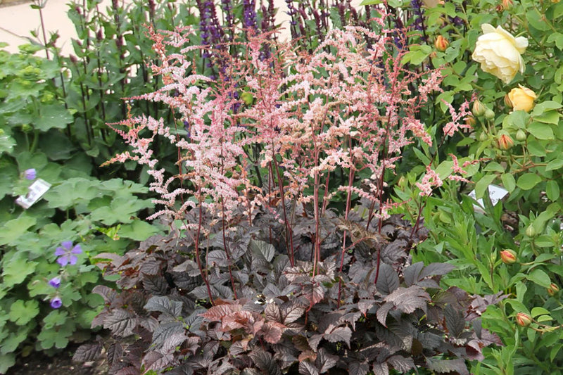 Astilbe 'Chocolate Shogun' 2 Litre