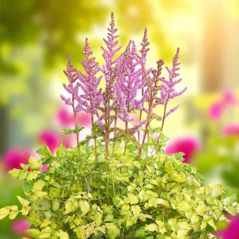 Astilbe 'colour Flash Lime' 2 Litre