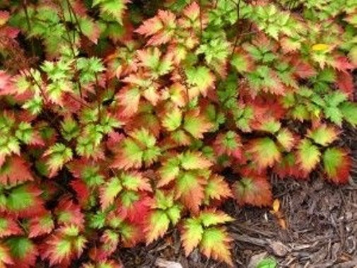 Astilbe 'colour Flash Lime' 2 Litre