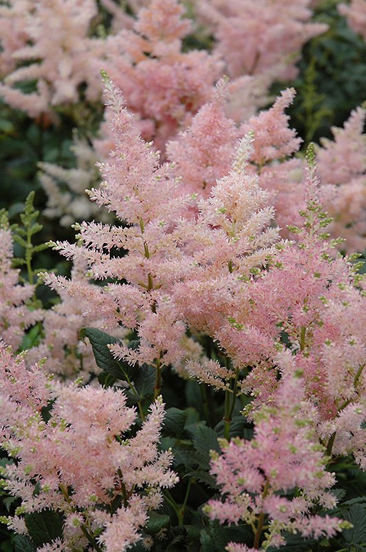 Astilbe rosea 'Peach Blossom' 2 Litre