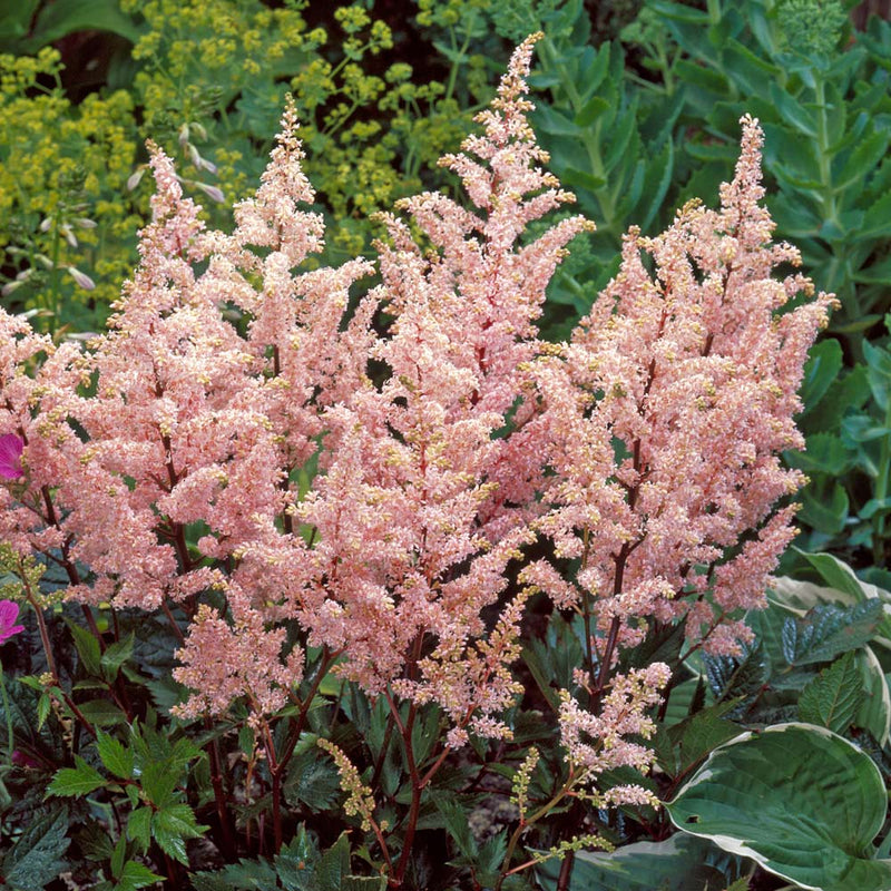 Astilbe rosea 'Peach Blossom' 2 Litre