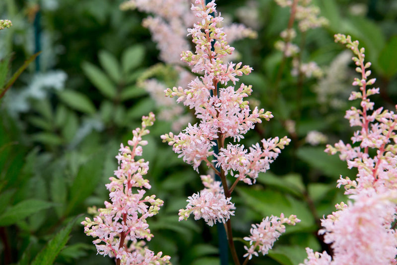Astilbe rosea 'Peach Blossom' 2 Litre
