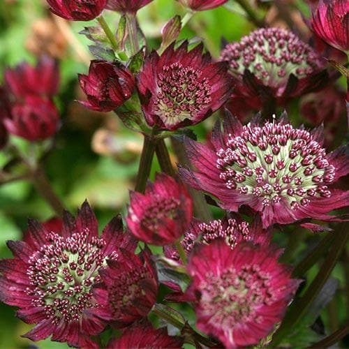 Astrantia 'Moulin Rouge' 2 Litre