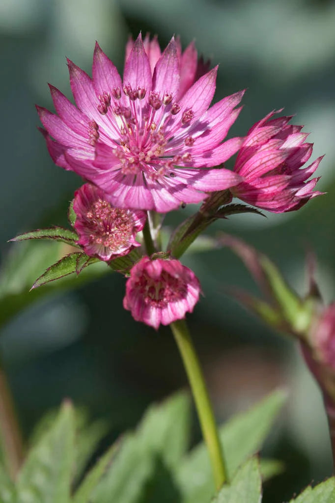 Astrantia Ruby Wedding 2 Litre