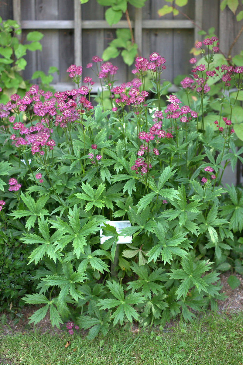Astrantia Ruby Wedding 2 Litre