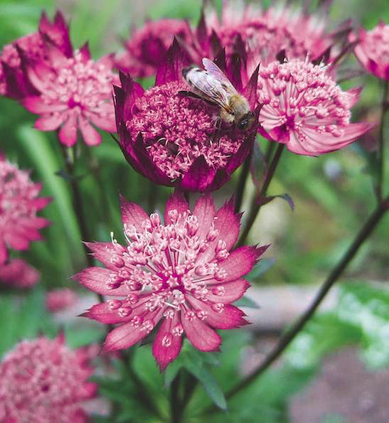 Astrantia Ruby Wedding 2 Litre