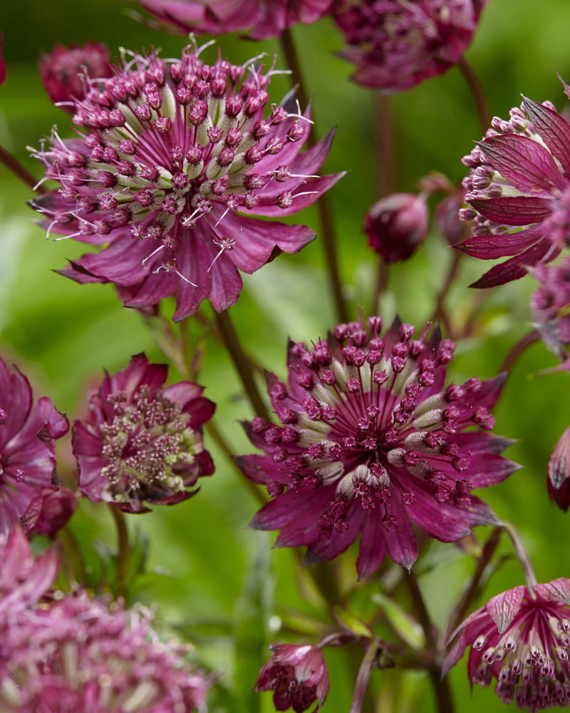 Astrantia m. 'Magical Red' 2L