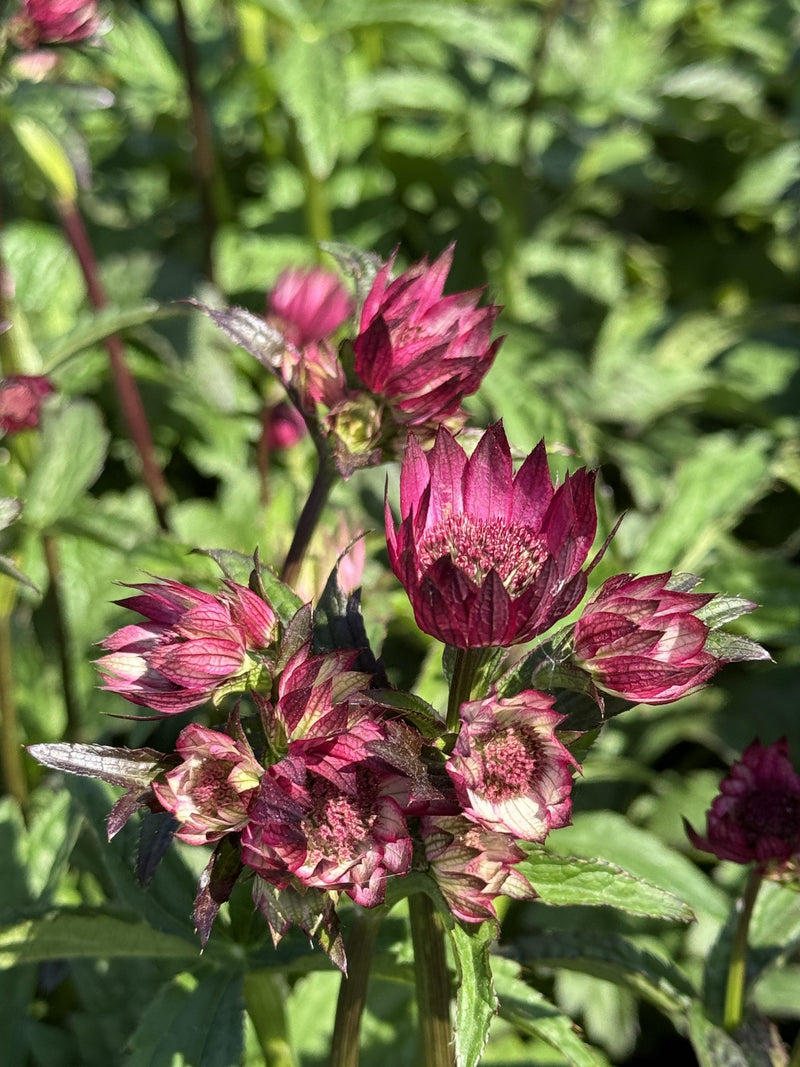 Astrantia m. 'Magical Red' 2L