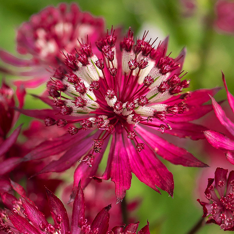 Astrantia m. 'Magical Red' 2L
