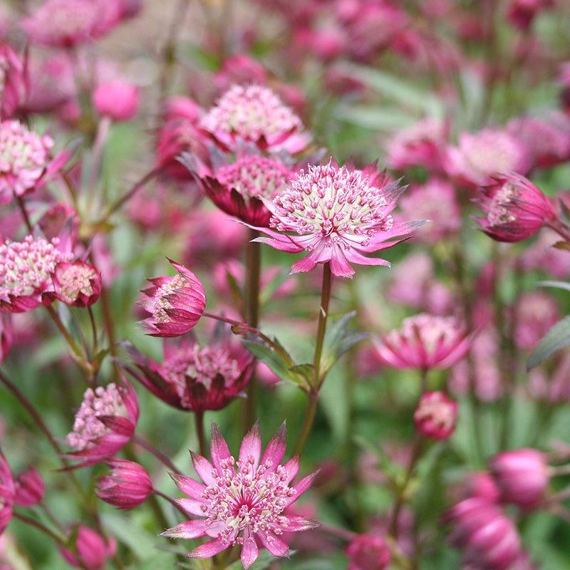 Astrantia major 'Hadspen Blood' 2 Litre