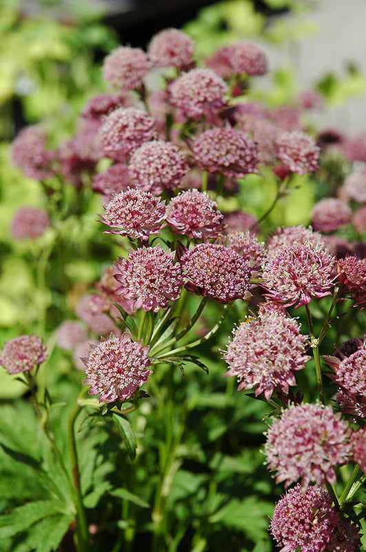 Astrantia major 'Hadspen Blood' 2 Litre