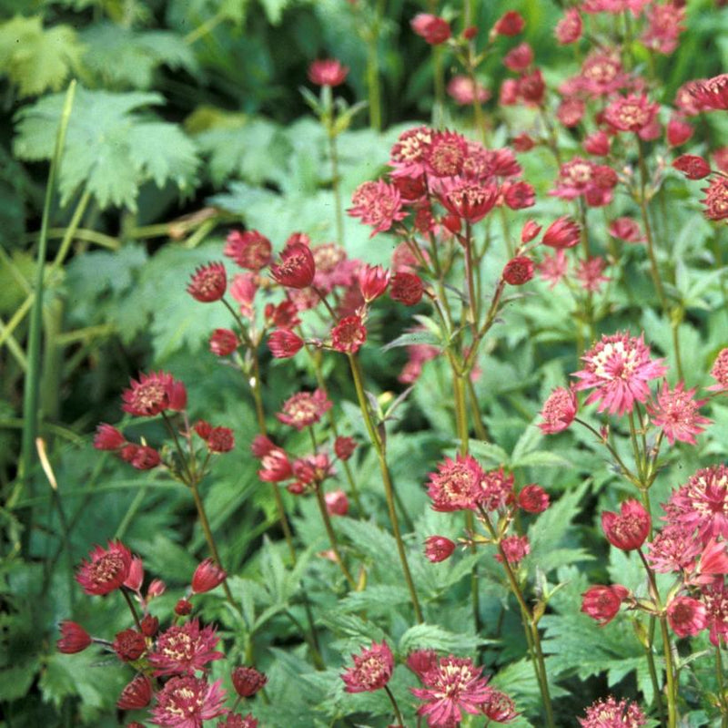 Astrantia major 'Hadspen Blood' 2 Litre