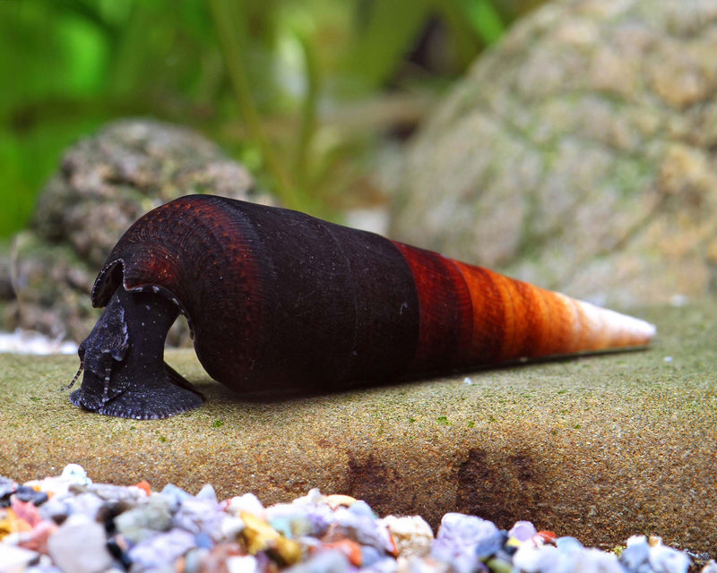 Ater Cappuccino Snail | Franus ater 3-5cm