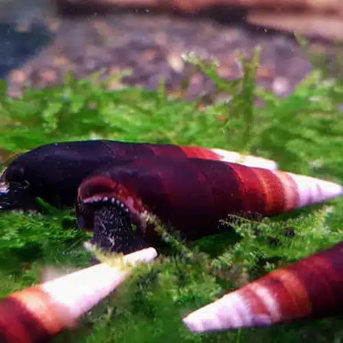Ater Cappuccino Snail | Franus ater 3-5cm