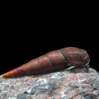 Ater Cappuccino Snail | Franus ater 3-5cm