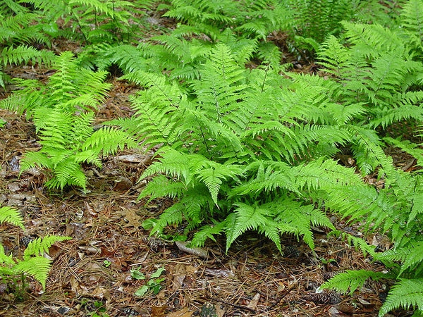 Athyrium filix-femina | Lady Fern 2 Litre