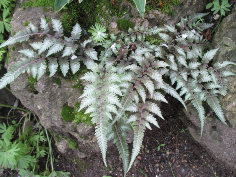 Athyrium niponicum var. pictum | Japanese Painted Fern