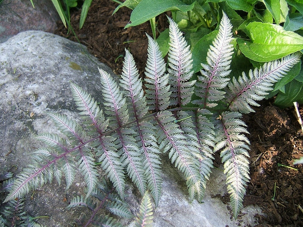 Athyrium niponicum var. pictum | Japanese Painted Fern