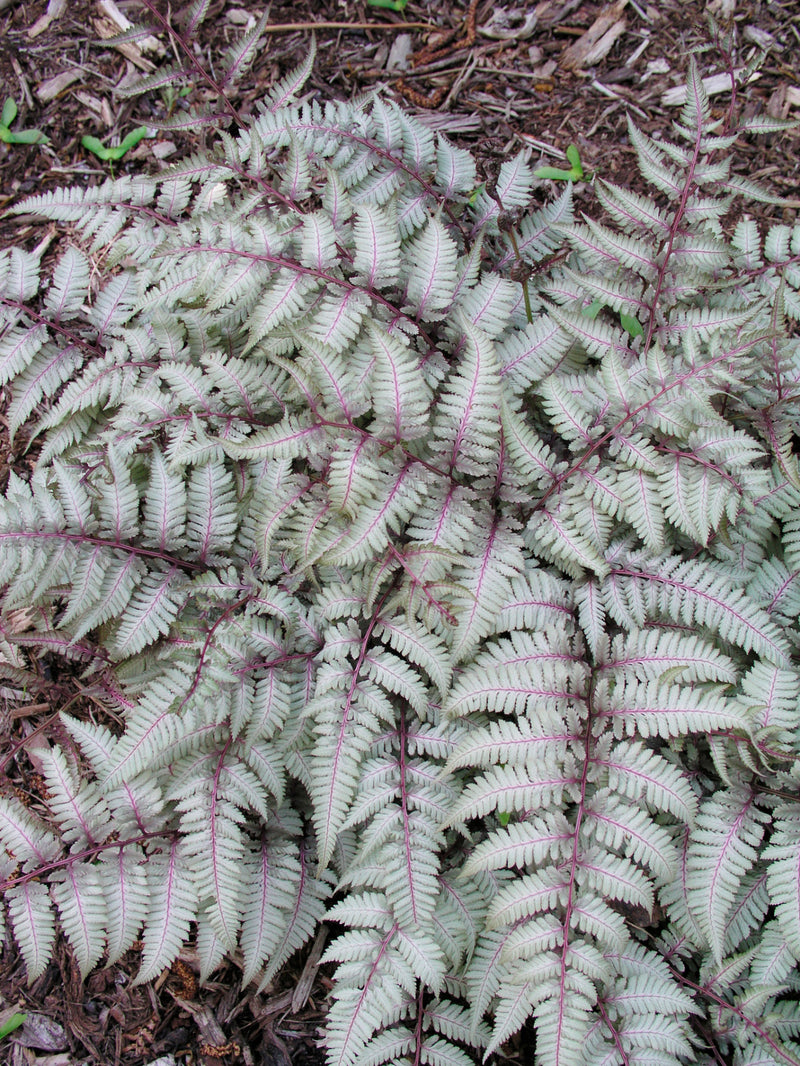 Athyrium 'Silver Falls' (2 Litre)