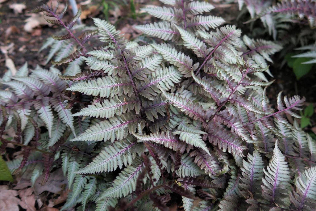 Athyrium 'Silver Falls' (2 Litre)