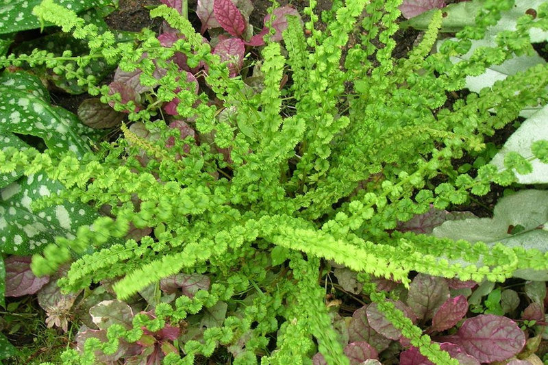 Athyrium filix-femina 'Frizelliae' 2 Litre