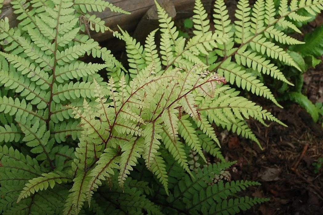 Athyrium otophorum 'Okanum' 2 Litre