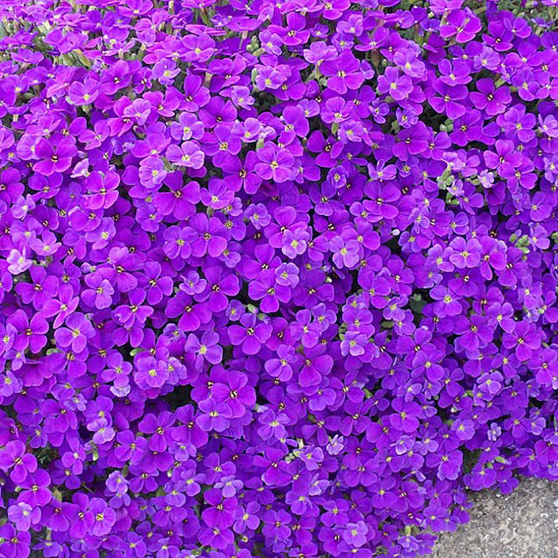 Aubrieta 'Axcent Light Blue' (9cm)
