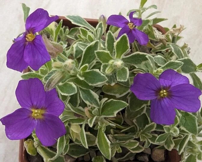 Aubrieta Silberrand 9cm