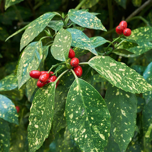 Aucuba Japonica Variegata | Variegated Japanese Laurel (2 Litre)