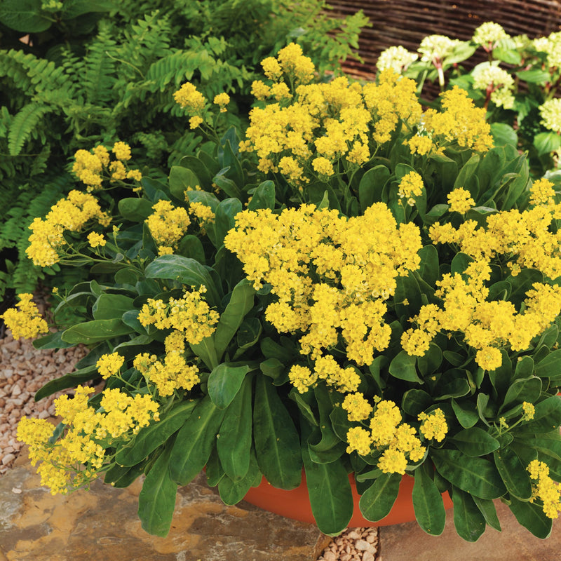 Aurinia 'Summit Yellow' 9cm