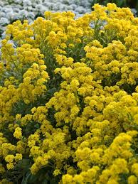 Aurinia 'Summit Yellow' 9cm