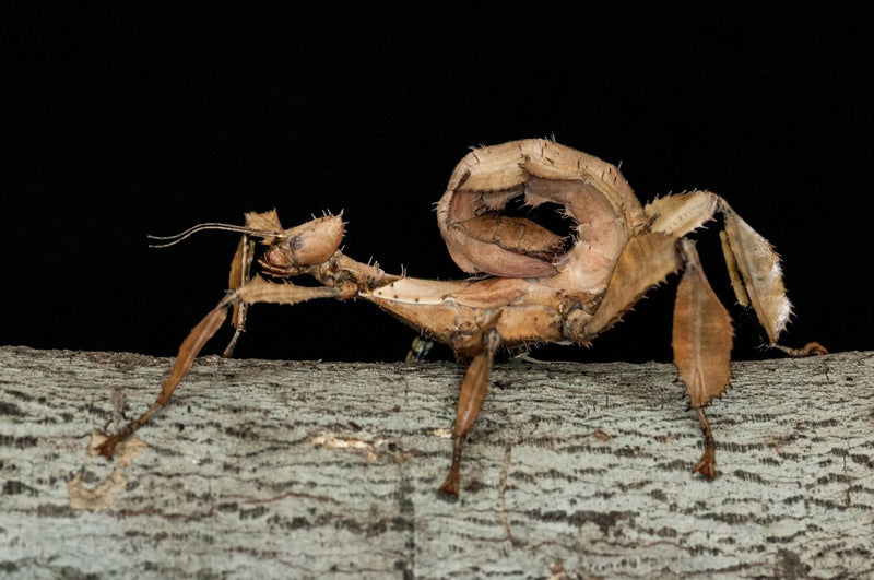 Giant Prickly Stick Insect | Extatosoma tiaratum