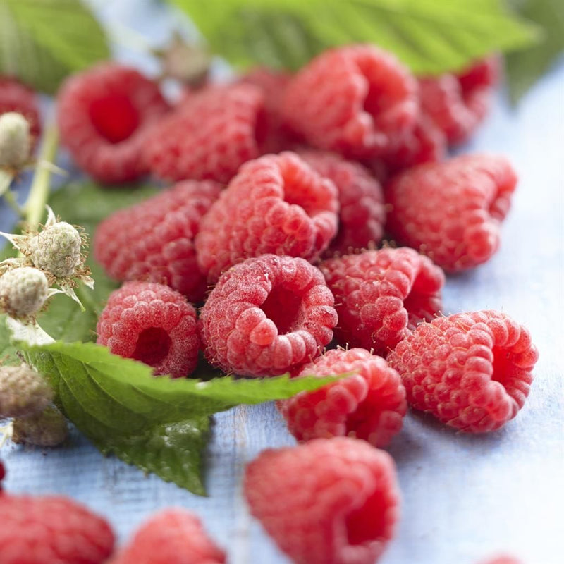 Autumn Raspberry 'Heritage' | Rubus idaeus 'Heritage' (2 Litre, Single Cane)