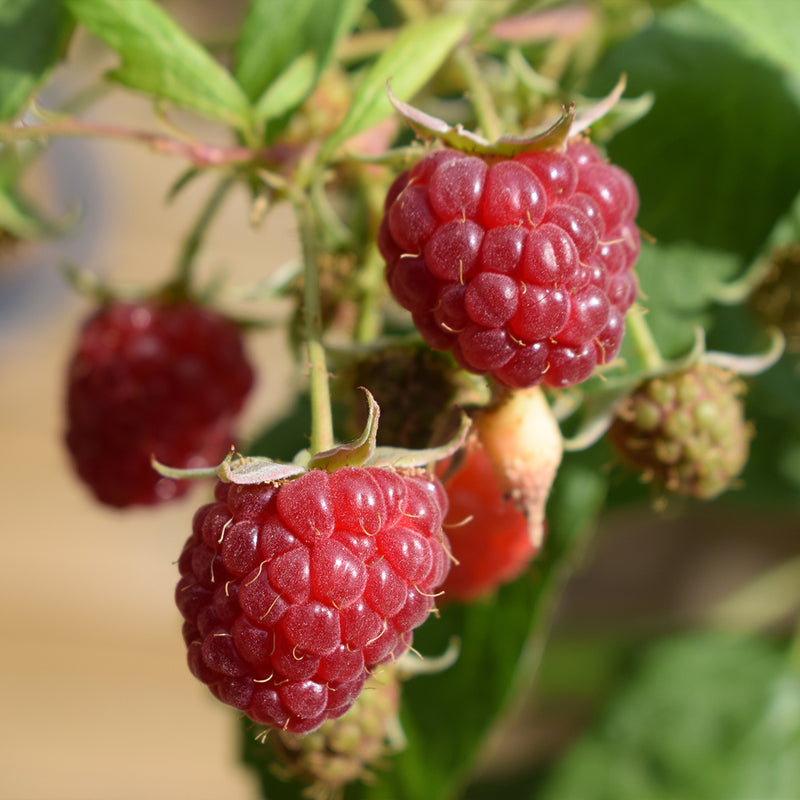 Autumn Raspberry 'Heritage' | Rubus idaeus 'Heritage' (2 Litre, Single Cane)