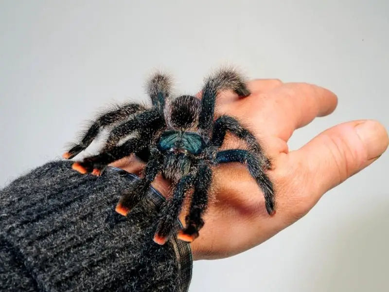 Guyana Pinktoe Tarantula | Avicularia avicularia