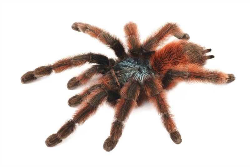 Antilles Pinktoe Tarantula | Caribena Versicolor